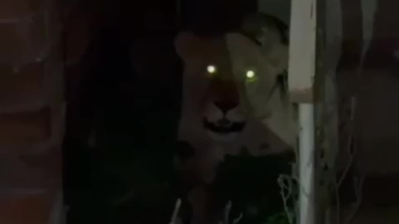 The Lioness Escaped from Khmelnytskyi Zoo Has Been Found