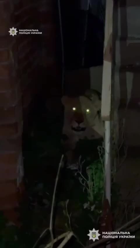 The Lioness Escaped from Khmelnytskyi Zoo Has Been Found