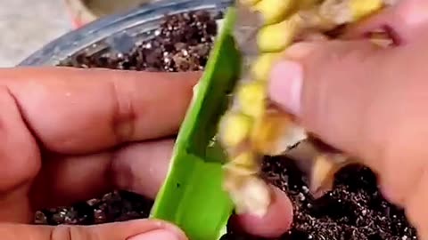 😆 Growing FAKE fruits for dummies 🤣😳🤪