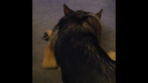 Virgil german shepherd.