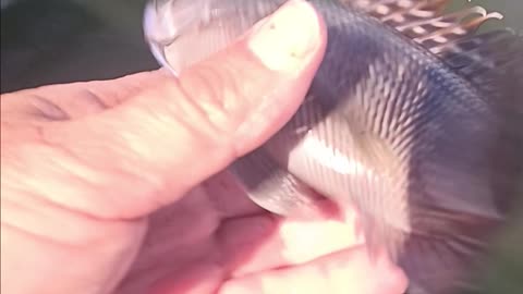 Sea bass