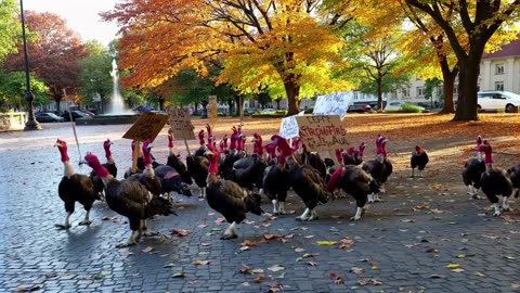 Turkeys against Thanksgiving.