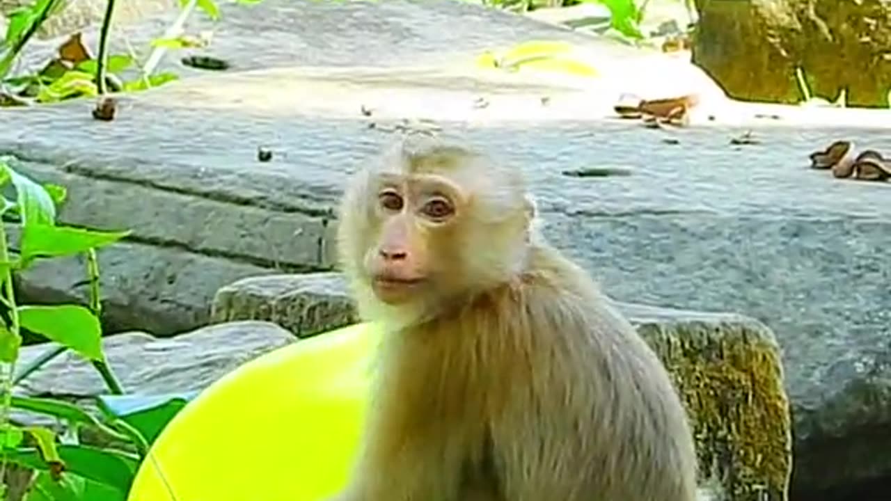 Top funny monkey video 2025 😹😹😹😹😹😹😹😹😹😹😹😹😹😹adorablemonkey