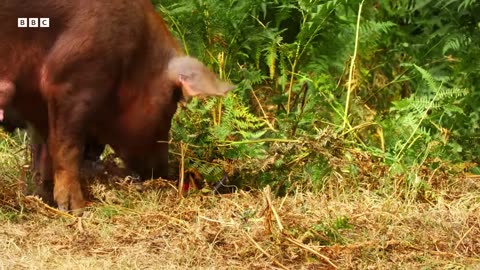 ‎Piglets Show Off Their Problem-Solving Skills | Secret Life of Farm Animals | BBC Earth