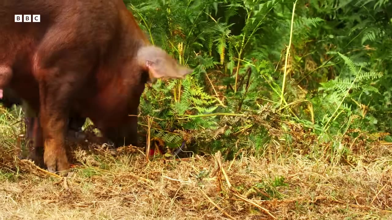 ‎Piglets Show Off Their Problem-Solving Skills | Secret Life of Farm Animals | BBC Earth