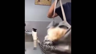 Daddy Goat 24/7 - Out Of Context Memes & Videos