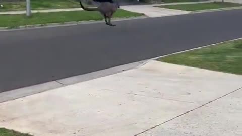 A normal day in Australia.