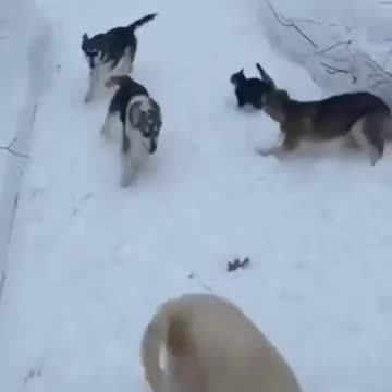 Five dogs playing around 🤣👍