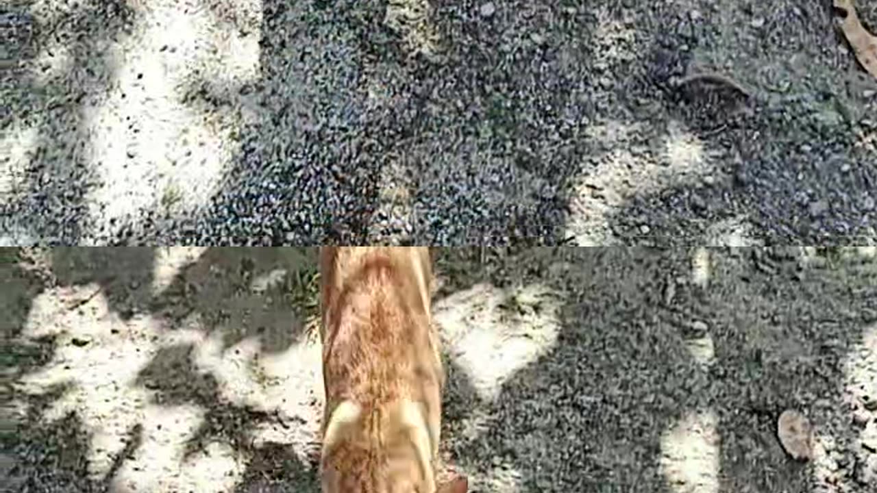 Miamiauss en acción