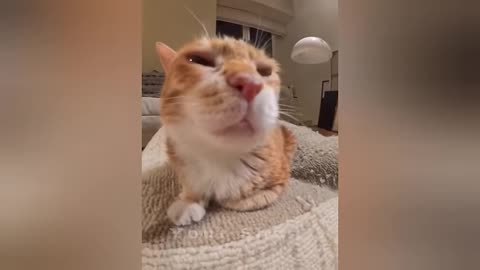 The Most Dramatic Cat Ever best Funny-Animals Videos of 2025
