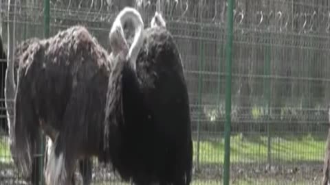 ostrich