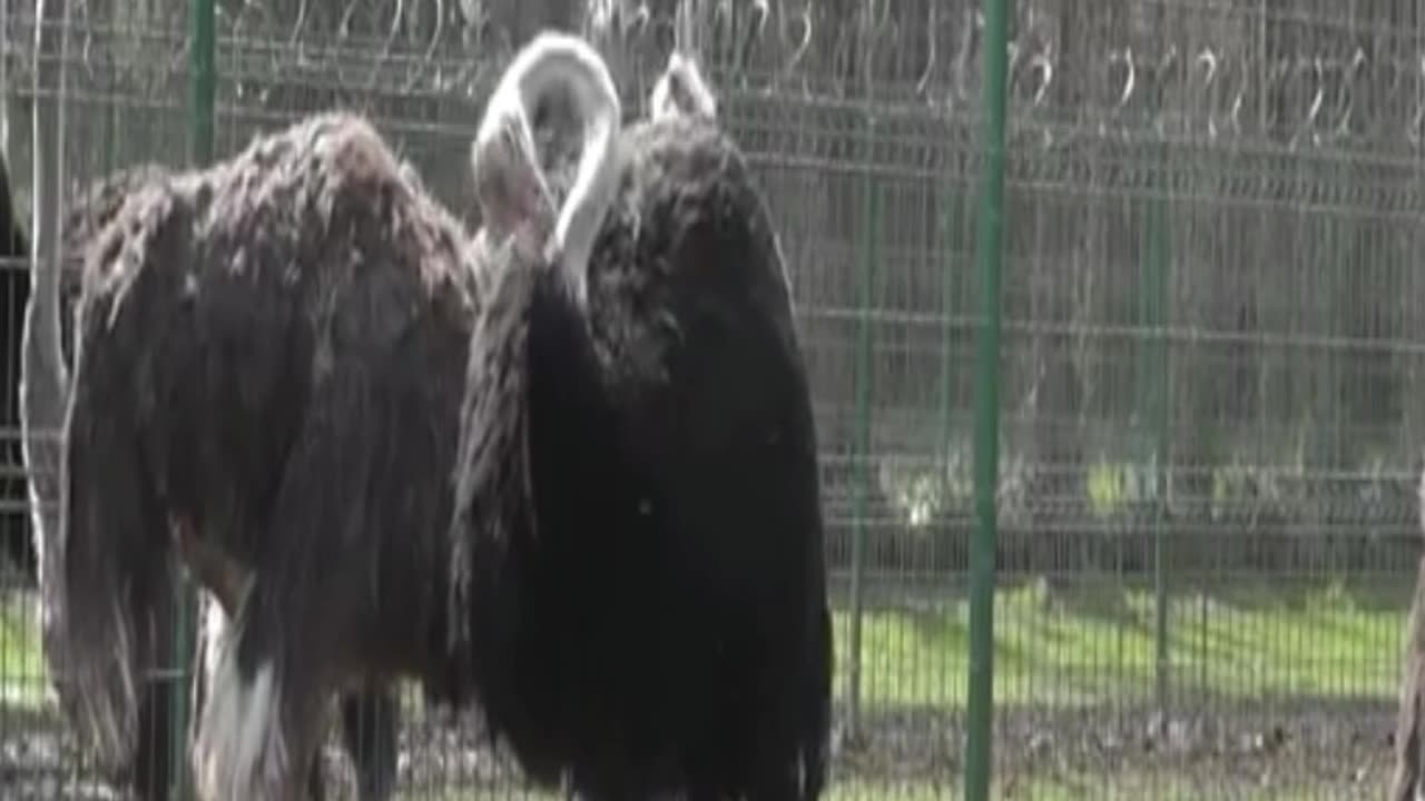 ostrich