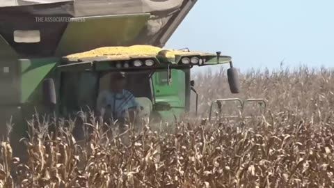 Trump's trade battle with China puts American soybean farmers in peril