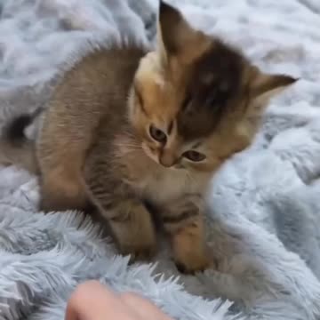 Vicious attack skills