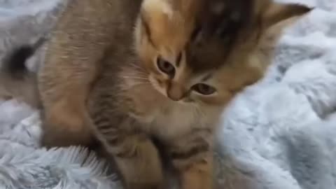 Vicious attack skills