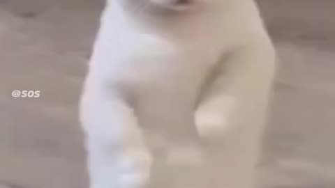 Cat Drifting