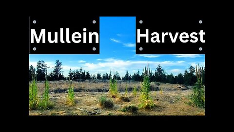 Harvesting Mullein and Making Tincture