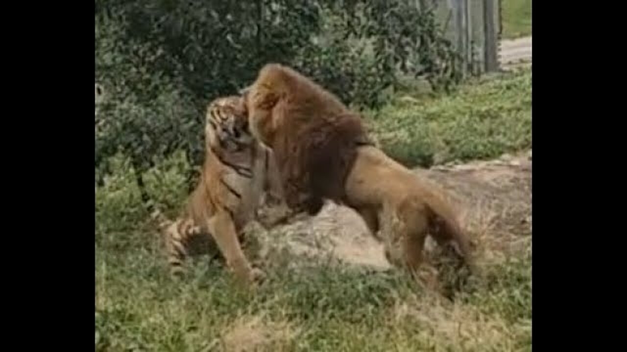 Lion vs Tiger full battle HD original sound,