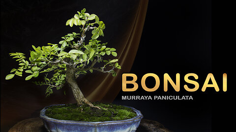 BONSAI DE MURTA DE CHEIRO - Murraya paniculata part 3: Bonsai SP