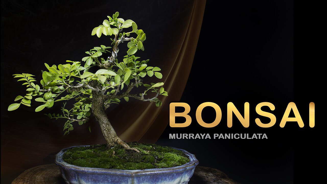 BONSAI DE MURTA DE CHEIRO - Murraya paniculata part 3: Bonsai SP