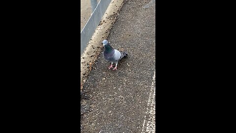 Pigeon #pigeon #followme #pigeonlover #trending #shorts #viral