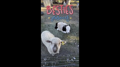 She’s a Calf… Her Best Friend Is a Lamb 🥹🐮🐑