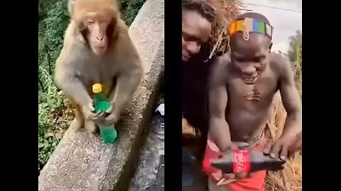 Monkey smarter than Moon Crickets🌚🦗🐒🐵
