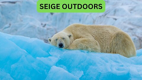 Polar Bear Live Cam!