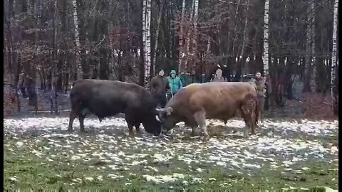Peran od Karasalihovića upisao 3 boda