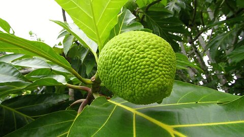 5 Health Benefits of Breadfruit You Should Know! 💪🌴 #BreadfruitBenefits #TropicalSuperfood