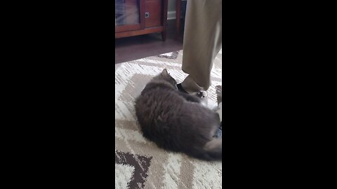 Common, let me watch my show or I will bite