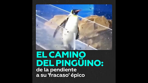 Un pingüino realiza una épica caída al agua frente a un grupo de espectadores