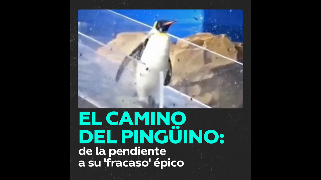 Un pingüino realiza una épica caída al agua frente a un grupo de espectadores