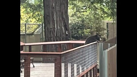 Wild Black Bear Breaks Into The Zoo?
