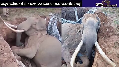 വീണ്ടുമൊരു ആന മരണം കേരളത്തിൽ സംഭവിച്ചു _ Wild elephant fell in well kerala _ wild elephant attack