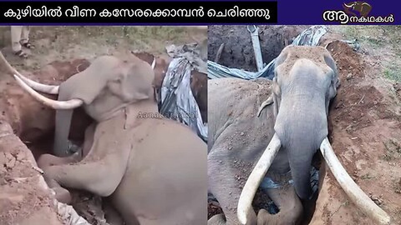 വീണ്ടുമൊരു ആന മരണം കേരളത്തിൽ സംഭവിച്ചു _ Wild elephant fell in well kerala _ wild elephant attack