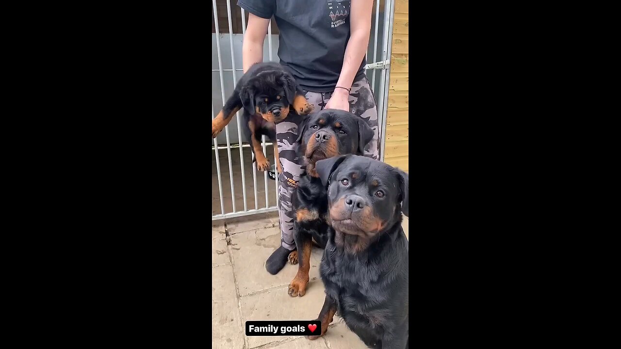 Rottweiller Family