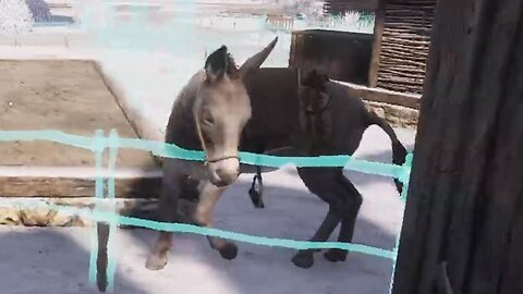 The Donkey Lives in My House