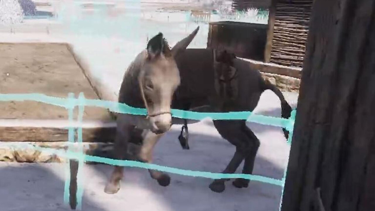 The Donkey Lives in My House