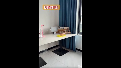 Bird Brain? More Like Bird Genius! Watch Lucy's Funny Moments" 