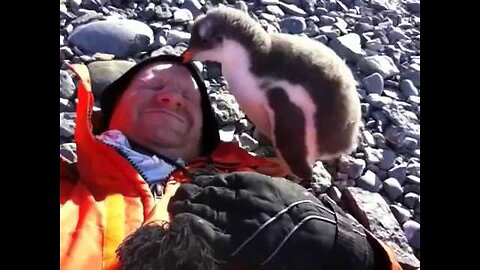 Baby Penguin Meets Human For First Time