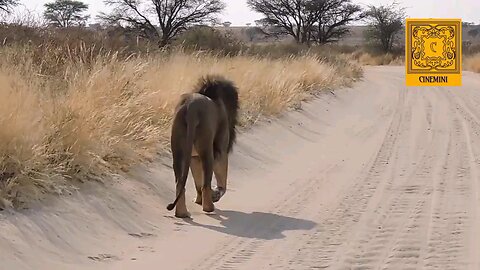 wildlife (Indian lion the King of jungle... Pet Talk With The Pet Doc