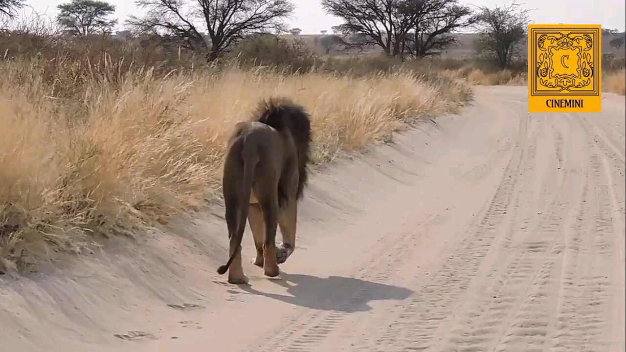 Indian lion the King of jungle... Pet Talk With The Pet Doc