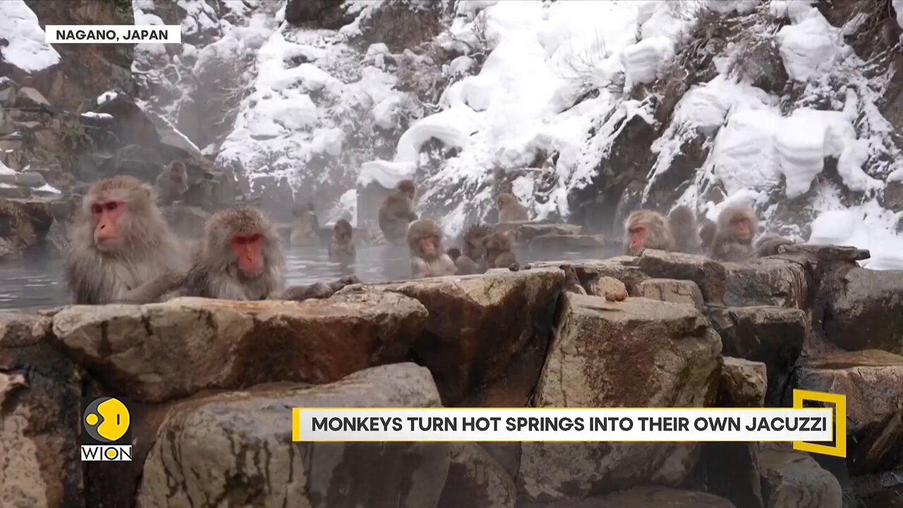 Japan's Bathing Macaques Draw Record Tourists