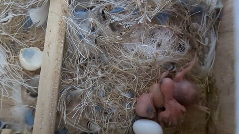 Three Day Old and One Day Old Budgie Sibling Snuggle