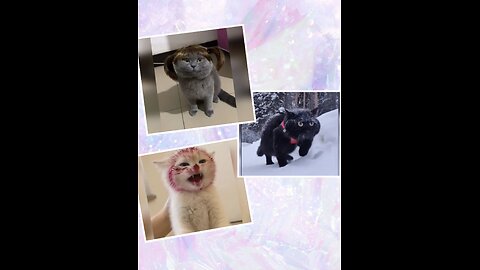 Funny and Adorable Cats – The Ultimate Chaos Compilation!