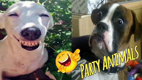Funny Cats And Dogs Videos, Funny Pet Moments Playground, Best funny Animals Videos