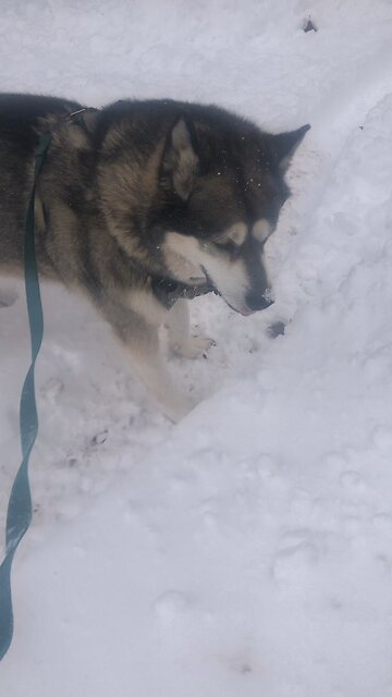 Friday November 28, How we praise God