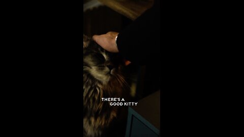 Witchboard's cat