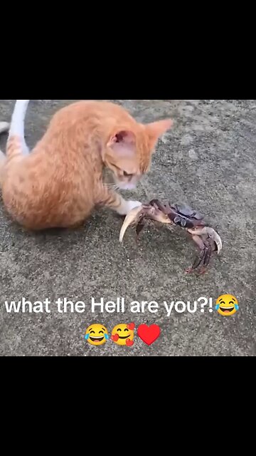 Cat messed Up with the Wrong Crab😂😂😂🥰🥰